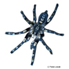 Poecilotheria subfusca Vogelspinne