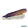 Ophioblennius atlanticus Rotlippen-Schleimfisch