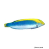 Halichoeres dimidiatus Strahlend-blauer Lippfisch