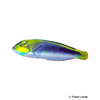 Halichoeres cyanocephalus Gelbwangen-Lippfisch