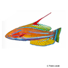 Paracheilinus flavianalis Gelbflossen-Zwerglippfisch