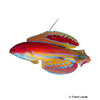 Paracheilinus attenuatus Seychellen-Zwerglippfisch
