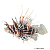 Pterois sphex Hawaii-Feuerfisch
