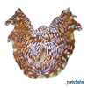Tridacna squamosa Schuppige Riesenmuschel
