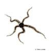 Ophiocoma scolopendrina Riffdach-Schlangenstern