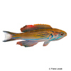 Paracheilinus hemitaeniatus Mauritius-Lippfisch