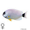 Genicanthus personatus Masken-Lyrakaiserfisch ♀