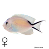 Genicanthus caudovittatus Rotmeer-Lyrakaiserfisch ♀