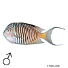 Genicanthus caudovittatus Rotmeer-Lyrakaiserfisch