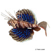 Parapterois heterura Skorpionsfisch