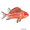 Sargocentron rubrum Streifen-Husarenfisch