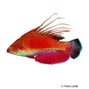 Paracheilinus lineopunctatus Roter Zwerglippfisch