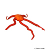 Ophiomyxa flaccida Roter Riesenschlangenstern