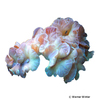 Nemenzophyllia turbida Jasmine-Koralle (LPS)