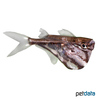 Carnegiella strigata fasciata Marmor-Beilbauchfisch
