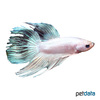 Betta splendens 'Platinum' Kampffisch Platinum
