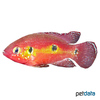 Rubricatochromis letourneuxi Letourneux' Roter Cichlide