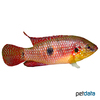 Rubricatochromis guttatus Roter Cichlide