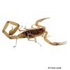 Centruroides exilicauda Arizona-Rindenskorpion