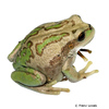 Gastrotheca riobambae Riobamba-Beutelfrosch