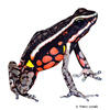 Ameerega rubriventris Cordillera Azul Pfeilgiftfrosch