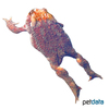 Bufo spinosus Mittelmeer-Erdkröte