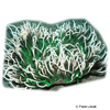 Radianthus crispa 'Green' Lederanemone