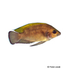Variabilichromis moorii Tanganjika Buntbarsch