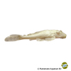Pterygoplichthys gibbiceps 'Albino' Wabenschilderwels Albino