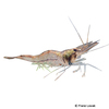 Desmocaris trispinosa Nigerianische Schwebegarnele