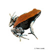 Mantella betsileo Madagaskar Frosch
