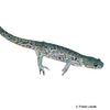 Pleurodeles poireti Algerischer Rippenmolch