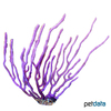 Menella sp. 'Purple' Stabgorgonie