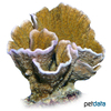 Montipora delicatula Fragile Mikroporenkoralle (SPS)