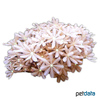 Knopia octocontacanalis Blüten-Röhrenkoralle