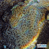 Platygyra carnosus Wurmkoralle (LPS)