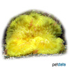 Heteractis aurora 'Yellow' Glasperlen-Anemone