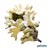 Porites lichen Porenkoralle (SPS)