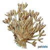 Xenia elongata Pumpende Koralle