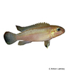 Congochromis squamiceps Silberfleck-Nanochromis