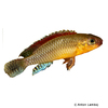 Congochromis dimidiatus Roter Kongocichlide