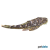 Pseudolithoxus dumus Gelbsaum-Fliegerharnischwels