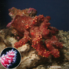 Alcyonium glomeratum Rote Meerhand