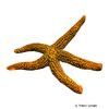 Echinaster spinulosus Brauner Seestern
