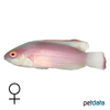 Cirrhilabrus rubrimarginatus Rotrand-Zwerglippfisch ♀