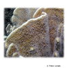 Heliopora coerulea Blaue Koralle
