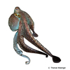 Octopus cyanea Großer Blauer Krake