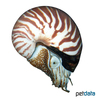 Nautilus pompilius Perlboot