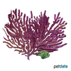 Paramuricea clavata 'Purple' Farbwechselnde Gorgonie