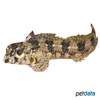 Parablennius gattorugine Gestreifter Schleimfisch